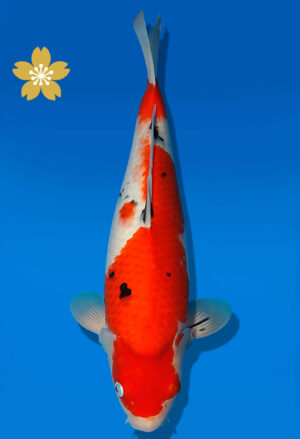 Koi Auktion Dainichi Sanke JumboTosai MSankeJr. - 44cm NN03-1871