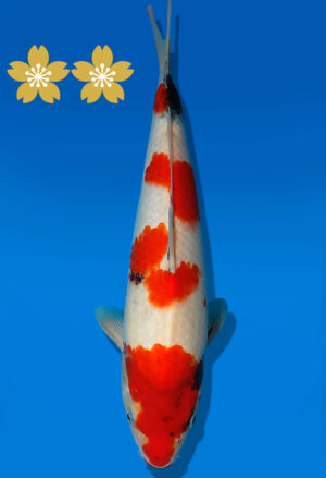 Koi Auktion Dainichi Showa JumboTosai NewMonroe - 32cm NN03-1872