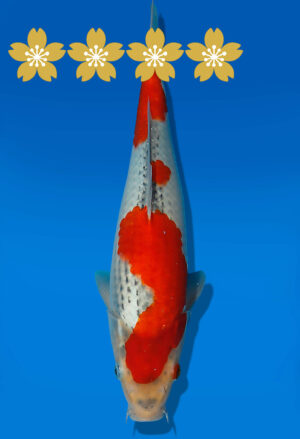 Koi Auktion Kanno Goshiki JumboTosai Kanno - 32cm NN03-1877