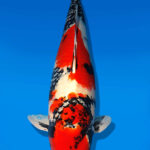 Koi Auktion Dainichi Showa Nisai BlackMonroe male 59cm NN04-1878