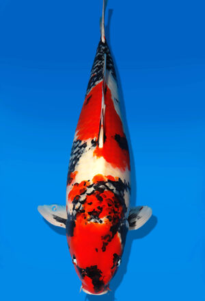 Koi Auktion Dainichi Showa Nisai BlackMonroe male 59cm NN04-1878
