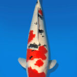 Koi Auktion Dainichi Sanke Nisai Mr.Big male 60cm NN04-1880