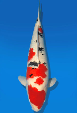 Koi Auktion Dainichi Sanke Nisai Mr.Big male 60cm NN04-1880
