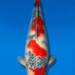 Koi Auktion Dainichi Showa Nisai WhiteMonroe female 59cm NN04-1879