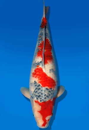 Koi Auktion Dainichi Showa Nisai WhiteMonroe female 59cm NN04-1879