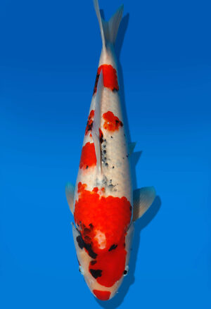 Koi Auktion Dainichi Showa Nisai MonaLisa female 51cm NN04-1893