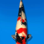 Koi Auktion Dainichi Showa Nisai MonaLisa male 61cm NN04-1881