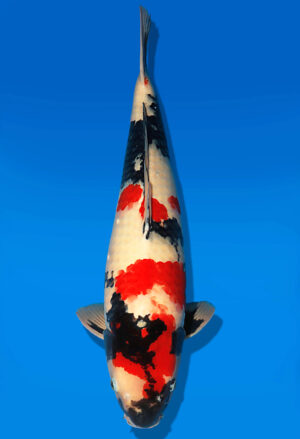 Koi Auktion Dainichi Showa Nisai MonaLisa male 61cm NN04-1881
