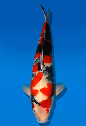 Koi Auktion Dainichi Showa Nisai BlackMonroe female 56cm NN04-1894