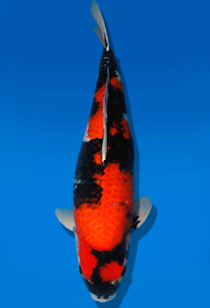 Koi Auktion Dainichi Showa Nisai MonaLisa female 65cm NN05-1882
