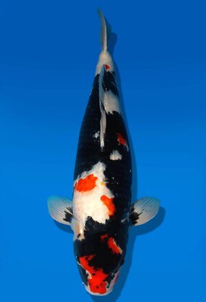 Koi Auktion Dainichi Showa Nisai MonaLisa female 68cm NN05-1883