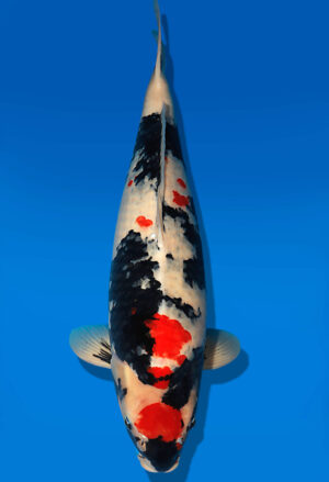 Koi Auktion Dainichi Showa Nisai MonaLisa male 65cm NN04-1884