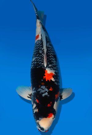 Koi Auktion Dainichi Showa Nisai MonaLisa female 66cm NN05-1895