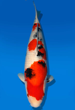 Koi Auktion Dainichi Sanke Nisai Mr.Big female 58cm NN06-1885