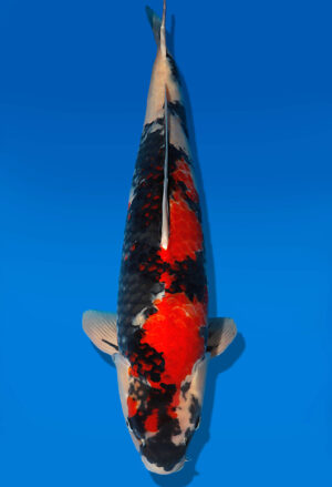 Koi Auktion Dainichi Showa Nisai BlackMonroe male 65cm NN06-1886