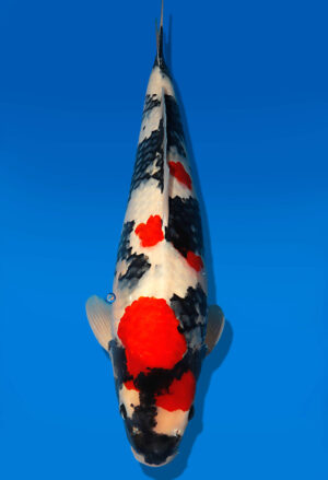 Koi Auktion Dainichi Showa Nisai MonaLisa male 58cm NN06-1896