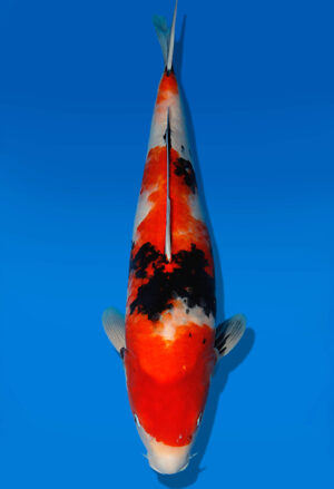 Koi Auktion Dainichi Showa Nisai MonaLisa female 58cm NN06-1887