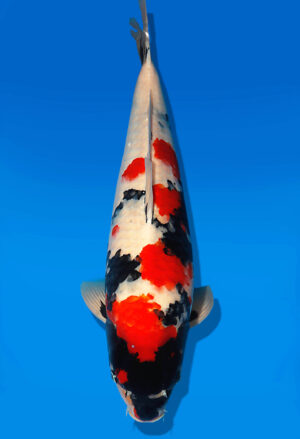 Koi Auktion Dainichi Showa Nisai MonaLisa male 61cm NN04-1897