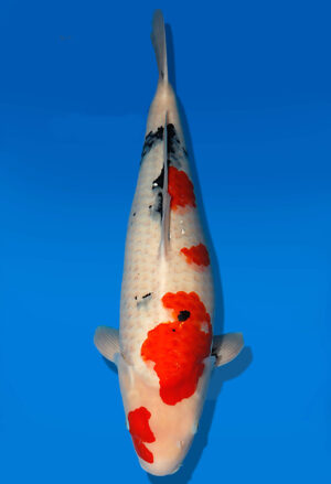 Koi Auktion Dainichi Showa Nisai MonaLisa female 59cm NN05-1888