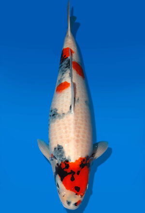 Koi Auktion Dainichi Showa Nisai MonaLisa female 65cm NN05-1889