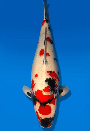 Koi Auktion Dainichi Showa Nisai MonaLisa male 55cm NN05-1898