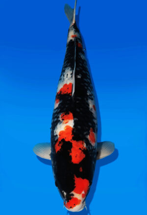 Koi Auktion Dainichi Showa Nisai MonaLisa female 66cm NN05-1890