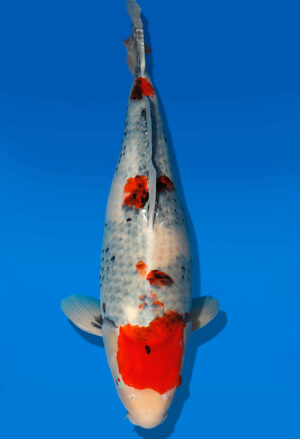 Koi Auktion Dainichi Showa Nisai MonaLisa female 55cm NN05-1891