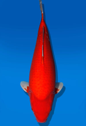 Koi Auktion Dainichi Benigoi Nisai RedTiger male 60cm NN05-1892