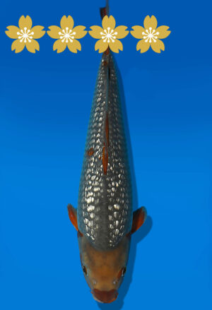 Koi Auktion Dainichi GinrinOtchiba JumboTosai SoraSora - 37cm GT01-1926