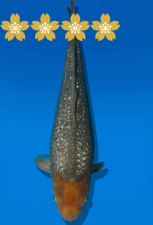 Koi Auktion Dainichi GinrinSoragoi JumboTosai SoraXGinrinSora - 44cm GT01-1899