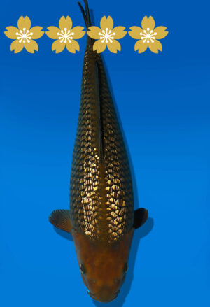 Koi Auktion Dainichi GinrinChagoi JumboTosai BrownMonkey - 43cm GT01-1901