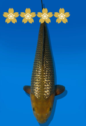 Koi Auktion Dainichi GinrinChagoi JumboTosai BrownMonkey - 42cm GT02-1902