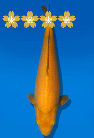 Koi Auktion Dainichi Karashigoi JumboTosai YellowMonkey - 43cm GT01-1903
