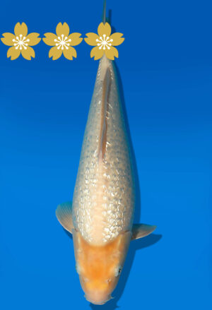 Koi Auktion Dainichi GinrinWhiteKarashi JumboTosai WhiteMonkey - 42cm GT01-1904