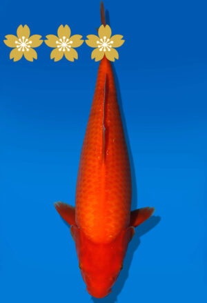 Koi Auktion Dainichi Benigoi JumboTosai RedTiger - 37cm GT01-1905