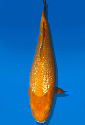 Koi Auktion Dainichi Karashigoi JumboTosai YellowMonkey - 39cm GT02-1906