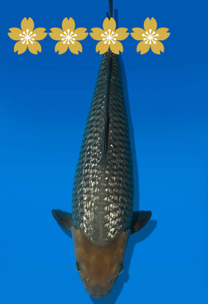 Koi Auktion Dainichi GinrinSoragoi JumboTosai SoraSora - 45cm GT02-1927