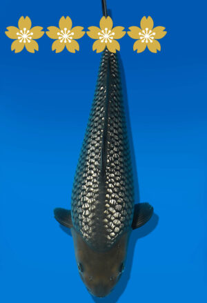 Koi Auktion Dainichi GinrinSoragoi JumboTosai SoraXGinrinSora - 45cm GT03-1907