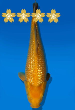 Koi Auktion Dainichi GinrinKarashigoi JumboTosai YellowMonkey - 45cm GT02-1908