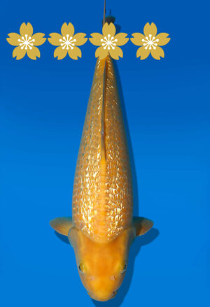 Koi Auktion Dainichi GinrinKarashigoi JumboTosai YellowMonkey - 41cm GT03-1909