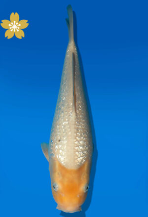 Koi Auktion Dainichi GinrinWhiteKarashi JumboTosai WhiteMonkey - 39cm GT03-1910