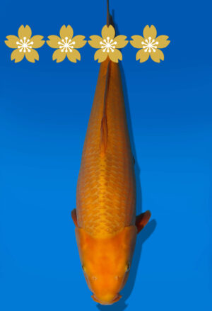 Koi Auktion Dainichi GinrinKarashigoi JumboTosai YellowMonkey - 45cm GT03-1911
