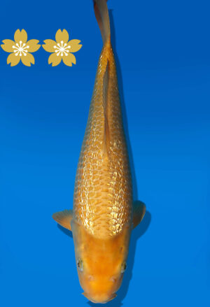 Koi Auktion Dainichi GinrinKarashigoi JumboTosai YellowMonkey - 38cm GT03-1913
