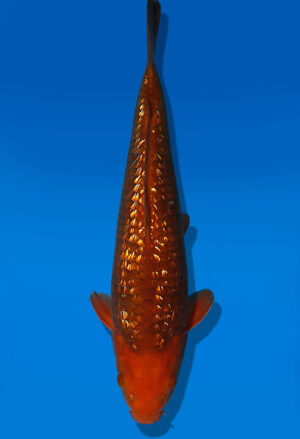 Koi Auktion Dainichi GinrinChagoi JumboTosai BrownMonkey - 32cm GT03-1928