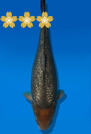 Koi Auktion Dainichi GinrinSoragoi JumboTosai SoraXGinrinSora - 40cm GT03-1914