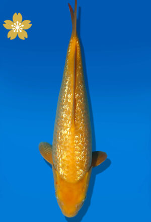 Koi Auktion Dainichi GinrinKarashigoi JumboTosai YellowMonkey - 34cm GT03-1915