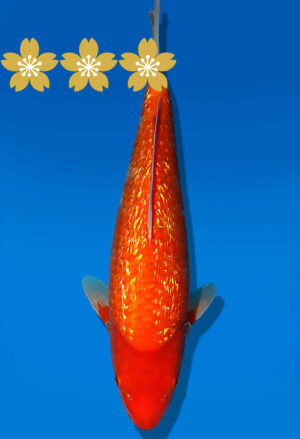 Koi Auktion Dainichi GinrinBenigoi JumboTosai XGinrinKohaku - 35cm GT04-1916