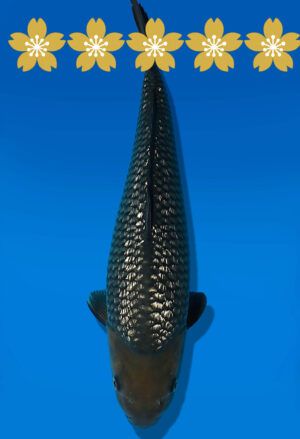 Koi Auktion Dainichi GinrinSoragoi JumboTosai SoraXGinrinSora - 45cm GT04-1917