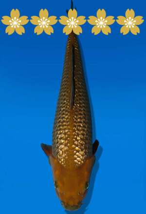 Koi Auktion Dainichi GinrinChagoi JumboTosai BrownMonkey - 49cm GT04-1918