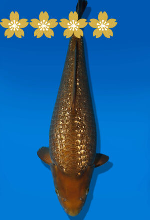Koi Auktion Dainichi GinrinChagoi JumboTosai BrownMonkey - 46cm GT04-1919